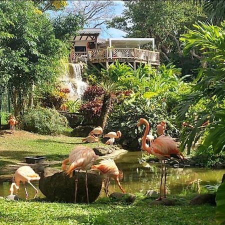 Appartamento La Perle D'Alice Deshaies Esterno foto