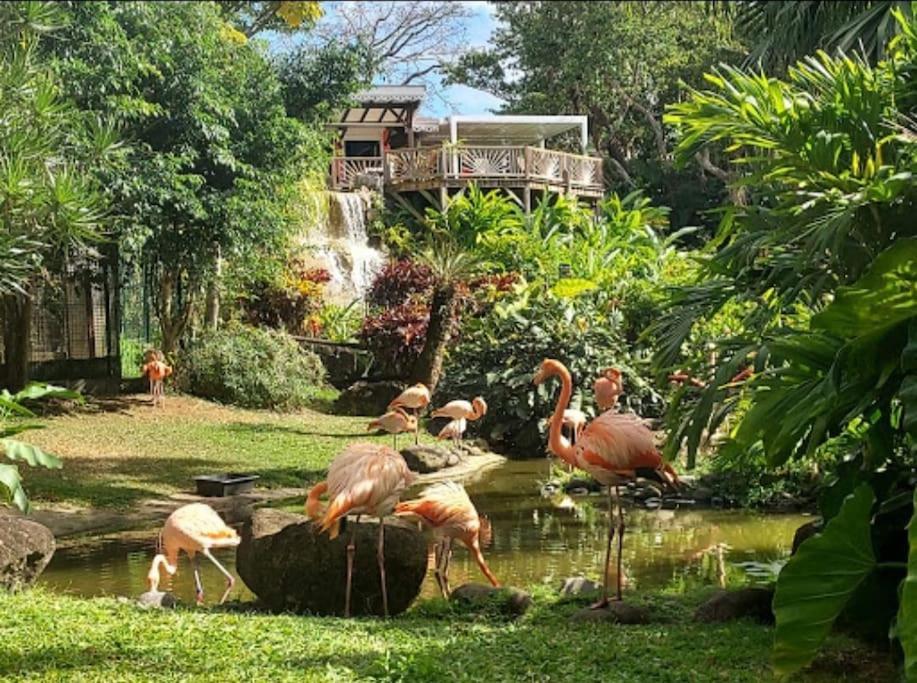 Appartamento La Perle D'Alice Deshaies Esterno foto